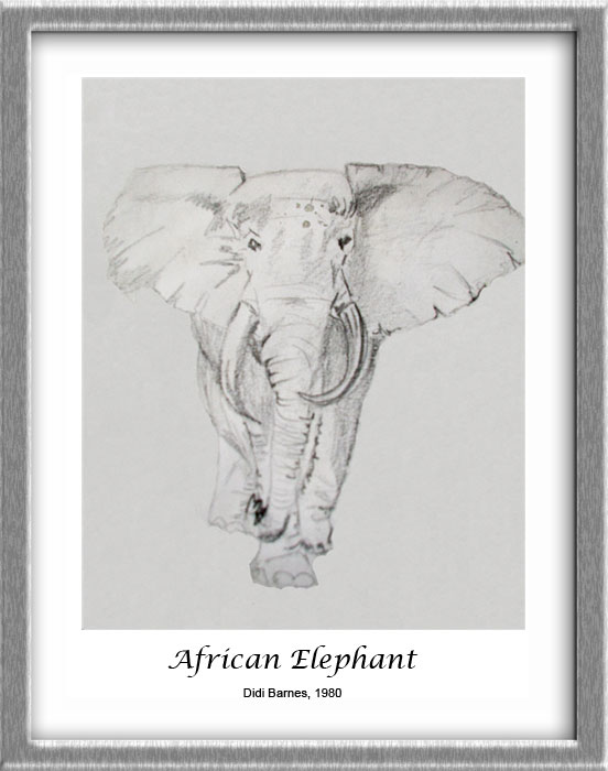 African Elephant